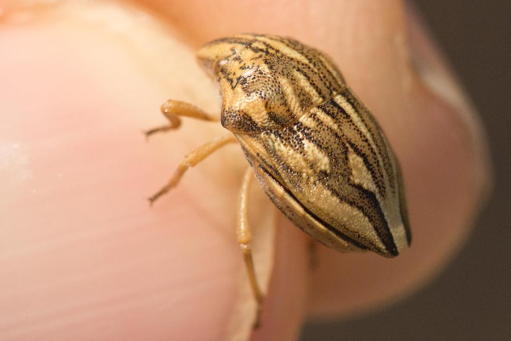 Odontotarsus purpureolineatus (Rossi, 1790)