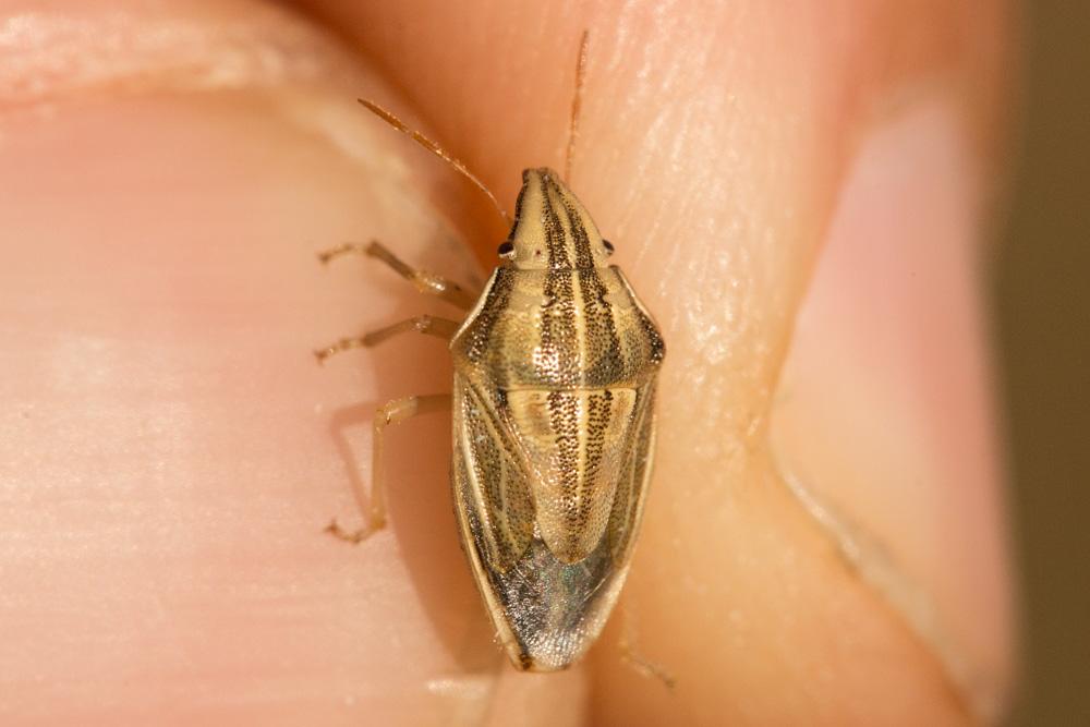 Punaise à tête allongée Aelia acuminata (Linnaeus, 1758)