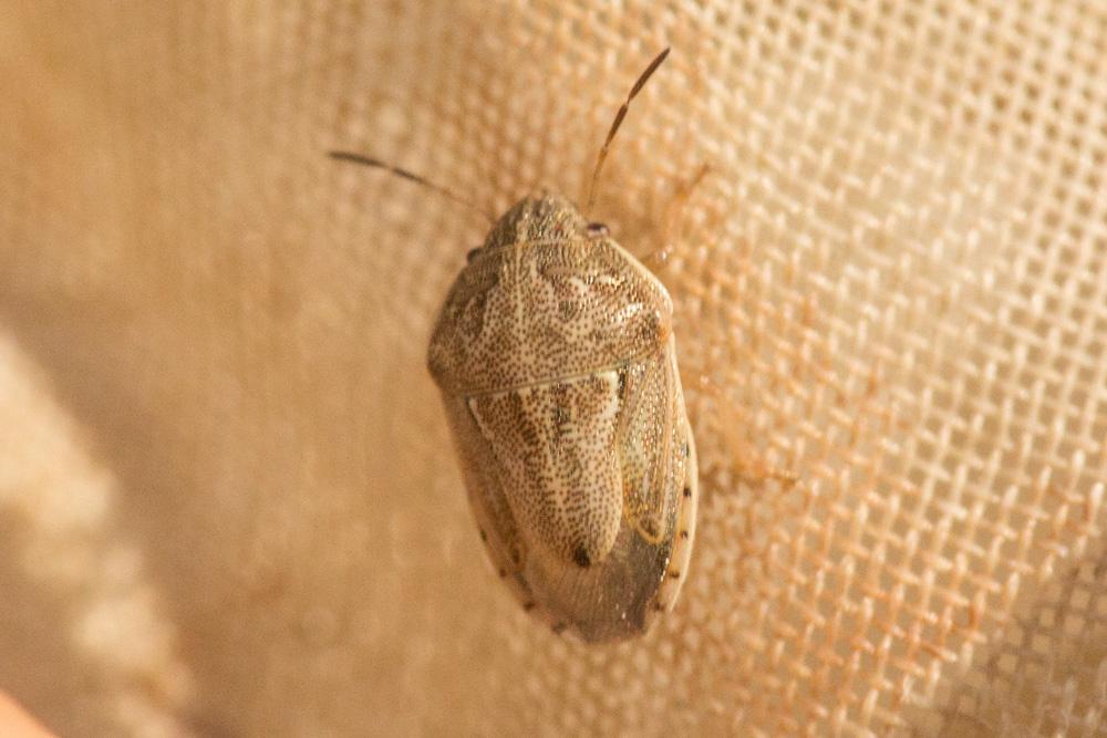 Neottiglossa bifida (A. Costa, 1847)