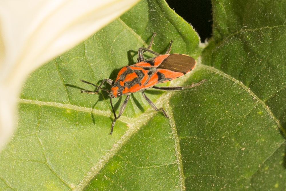 Spilostethus furculus (Herrich-Schaeffer, 1850)