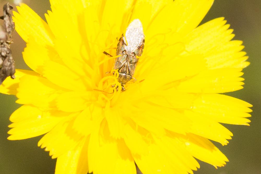Liorhyssus hyalinus (Fabricius, 1794)