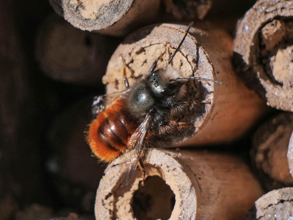 Osmia cornuta (Latreille, 1805)