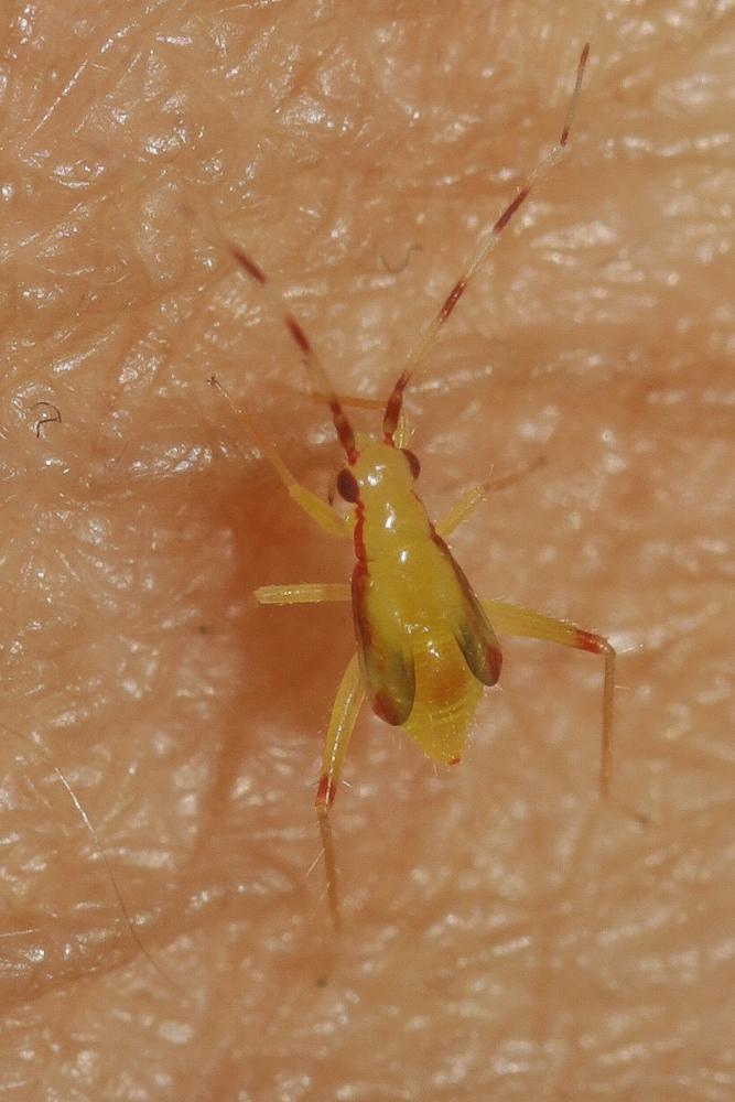  Campyloneura virgula (Herrich-Schäffer, 1835)