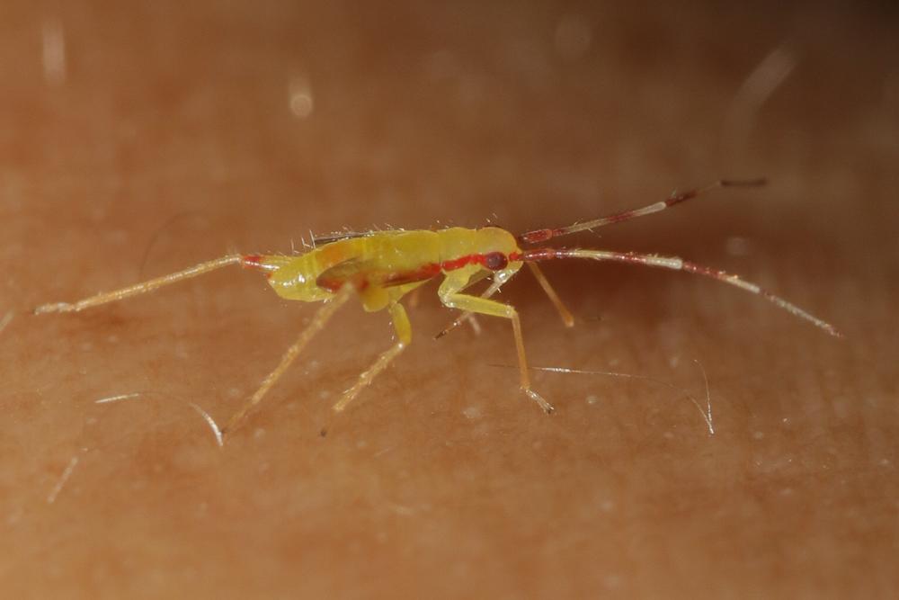  Campyloneura virgula (Herrich-Schäffer, 1835)