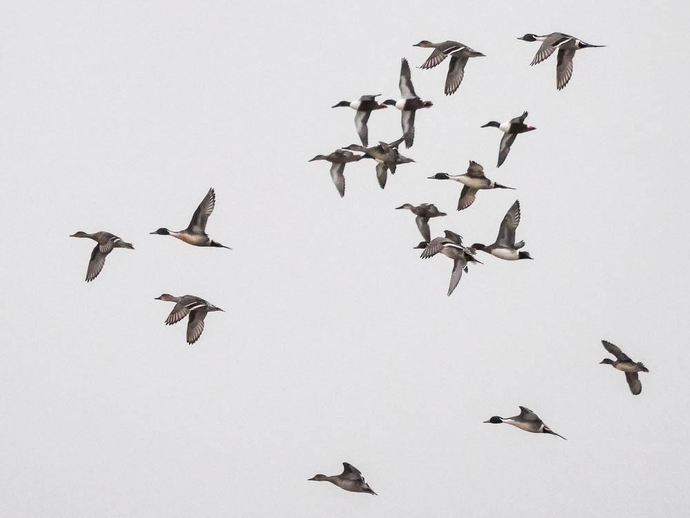 Canard pilet Anas acuta Linnaeus, 1758