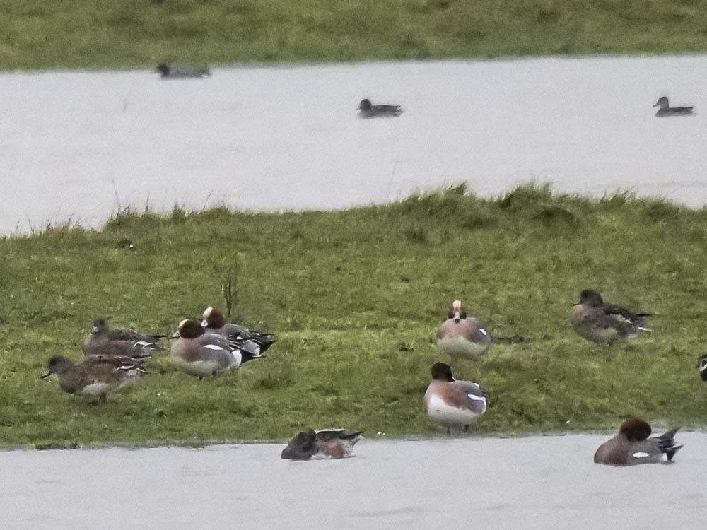Canard siffleur Mareca penelope (Linnaeus, 1758)