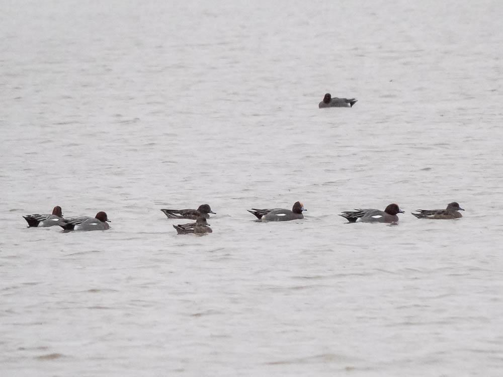 Canard siffleur Mareca penelope (Linnaeus, 1758)