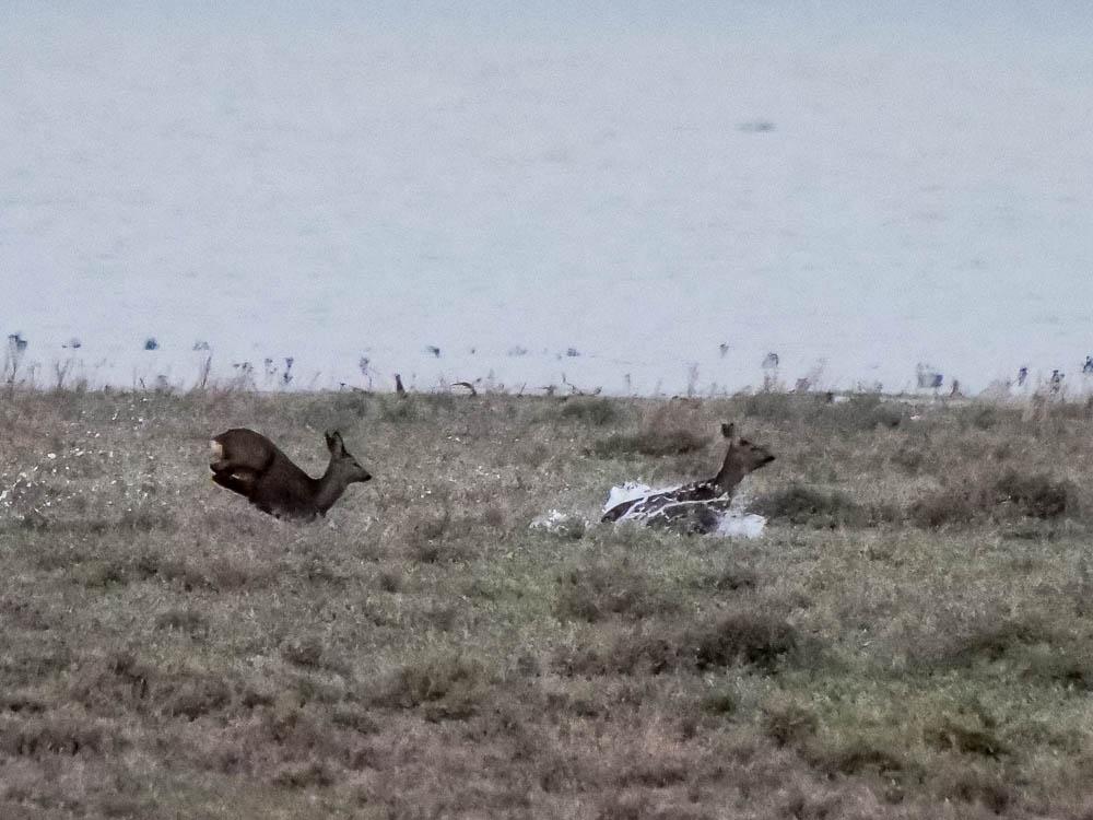 Chevreuil Capreolus capreolus (Linnaeus, 1758)