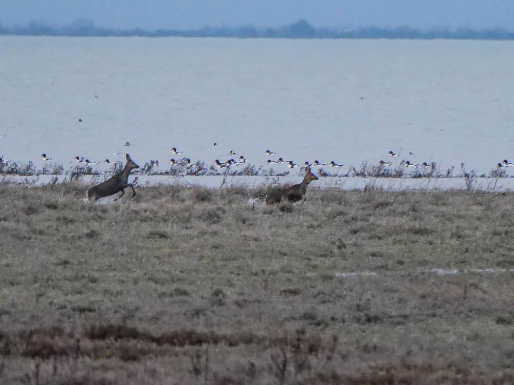 Chevreuil Capreolus capreolus (Linnaeus, 1758)