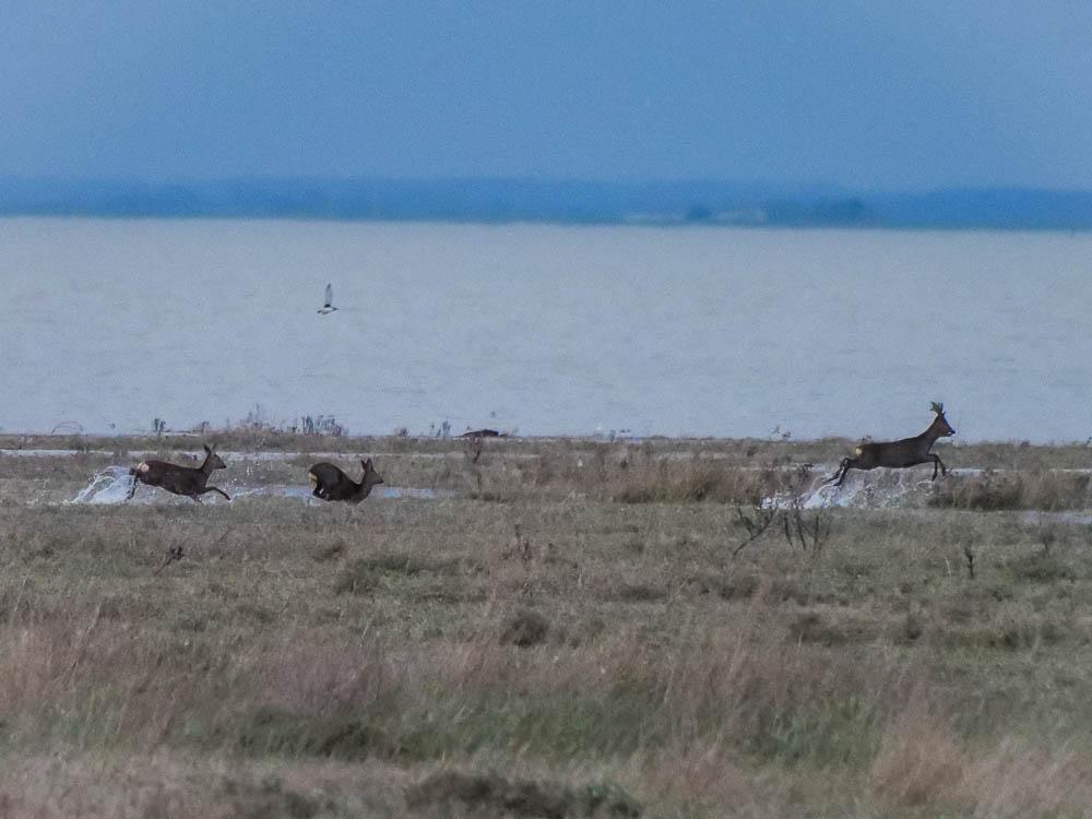 Chevreuil Capreolus capreolus (Linnaeus, 1758)