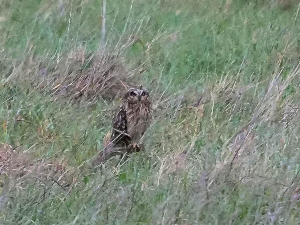 Hibou des marais Asio flammeus (Pontoppidan, 1763)