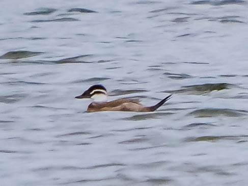 Érismature à tête blanche Oxyura leucocephala (Scopoli, 1769)