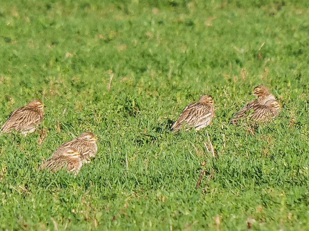 Oedicnème criard Burhinus oedicnemus (Linnaeus, 1758)