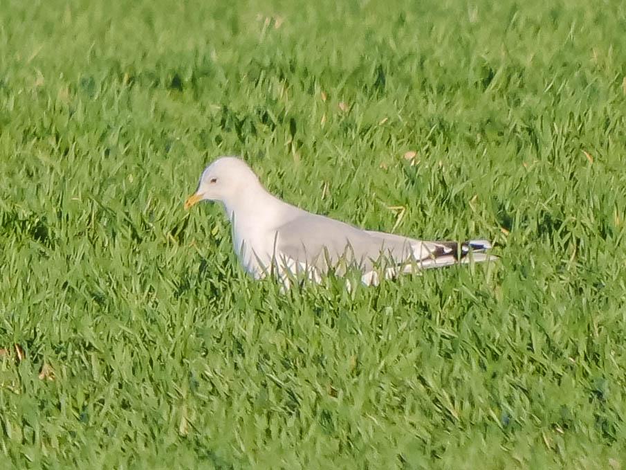 Goéland cendré Larus canus Linnaeus, 1758