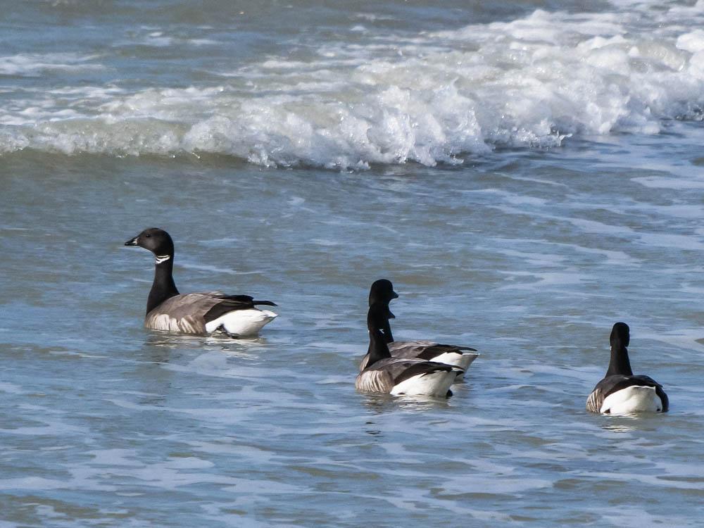 Bernache cravant Branta bernicla (Linnaeus, 1758)