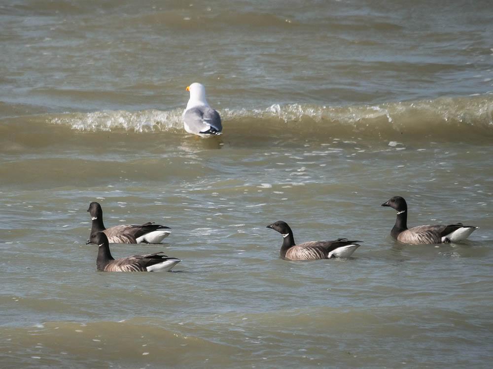 Bernache cravant Branta bernicla (Linnaeus, 1758)