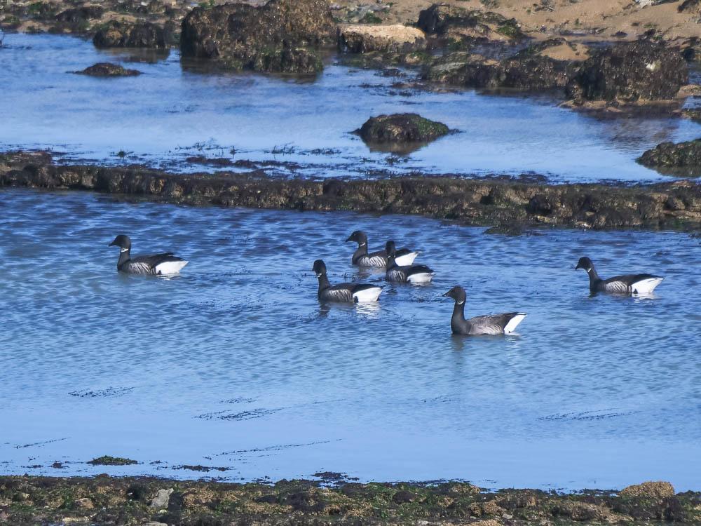 Bernache cravant Branta bernicla (Linnaeus, 1758)