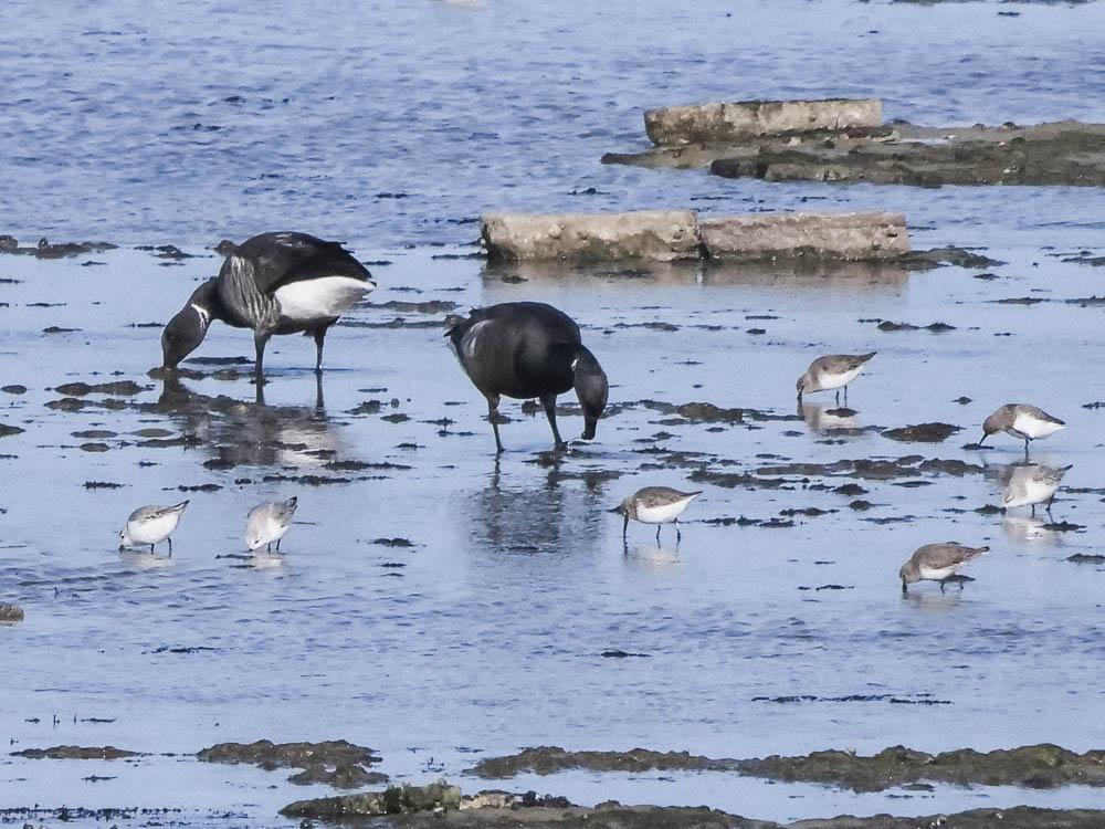 Bernache cravant Branta bernicla (Linnaeus, 1758)