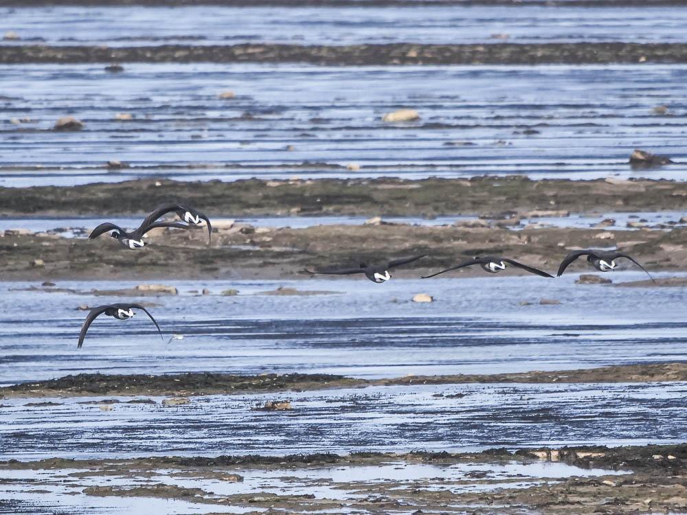 Bernache cravant Branta bernicla (Linnaeus, 1758)