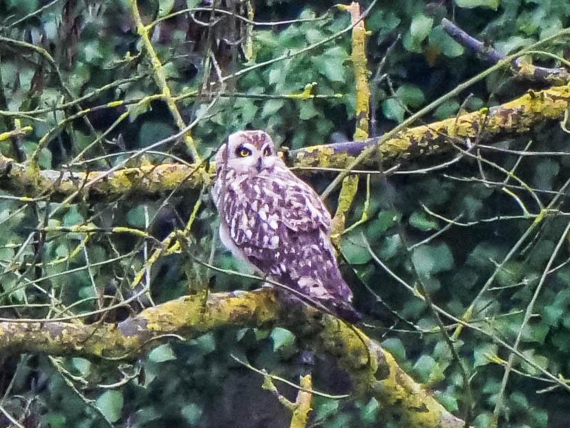 Hibou des marais Asio flammeus (Pontoppidan, 1763)