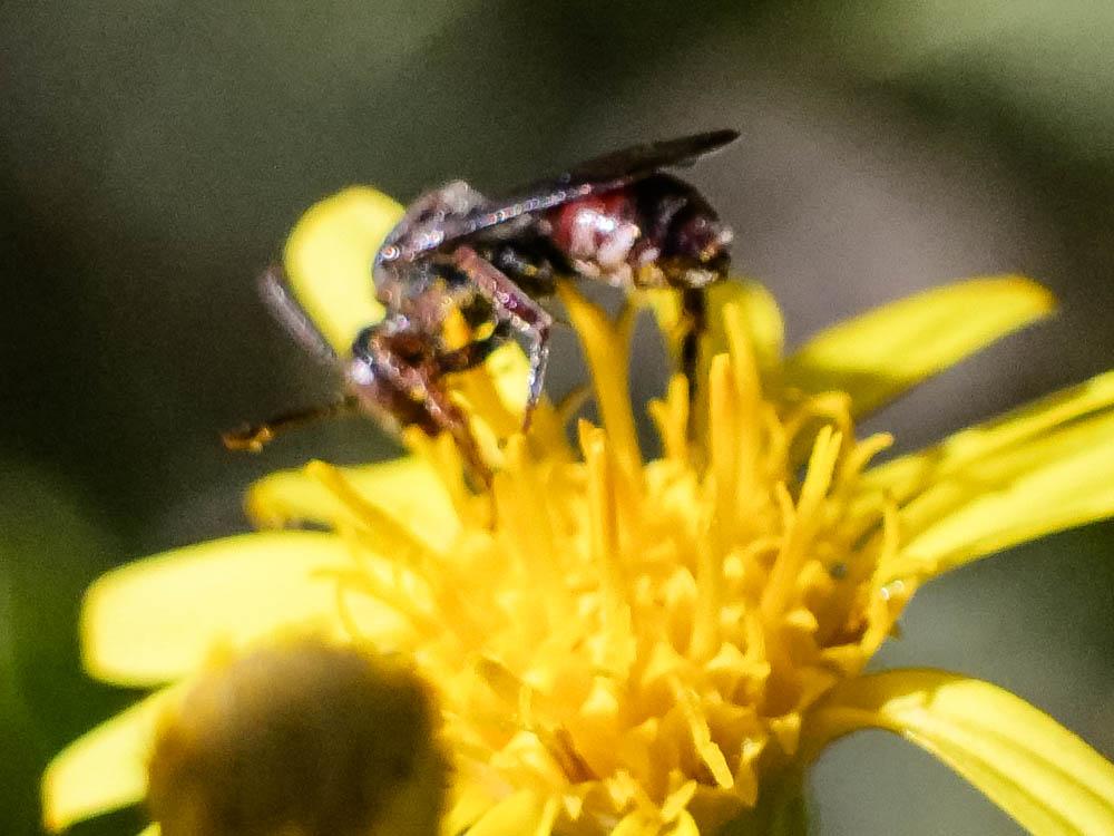 Nomada Scopoli, 1770