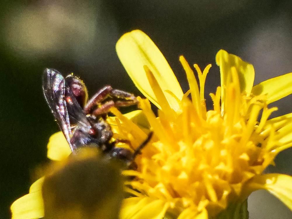 Nomada Scopoli, 1770