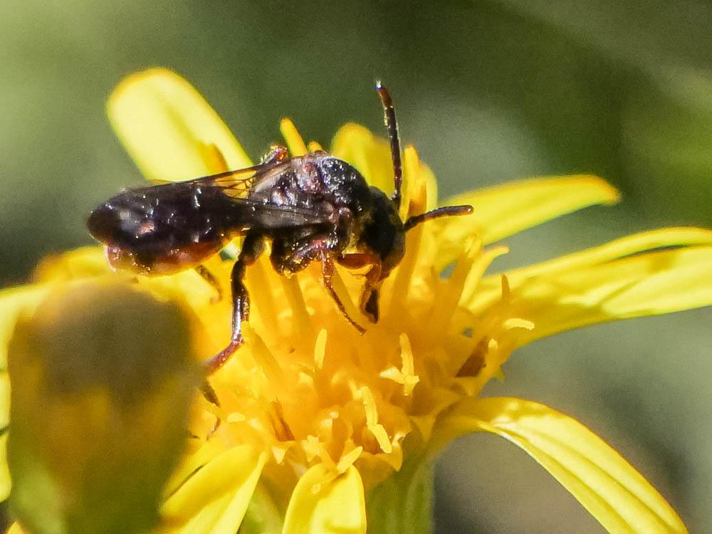 Nomada Scopoli, 1770