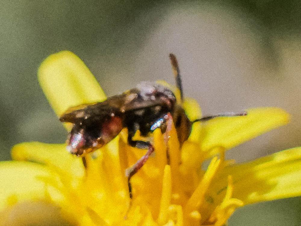 Nomada Scopoli, 1770