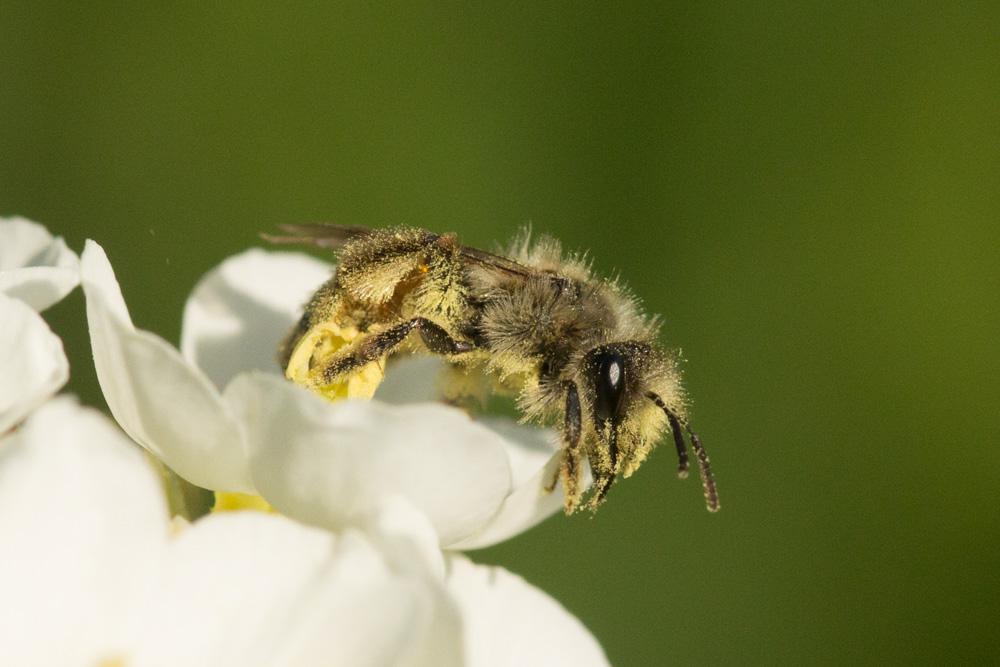  Andrena binominata Smith, 1853