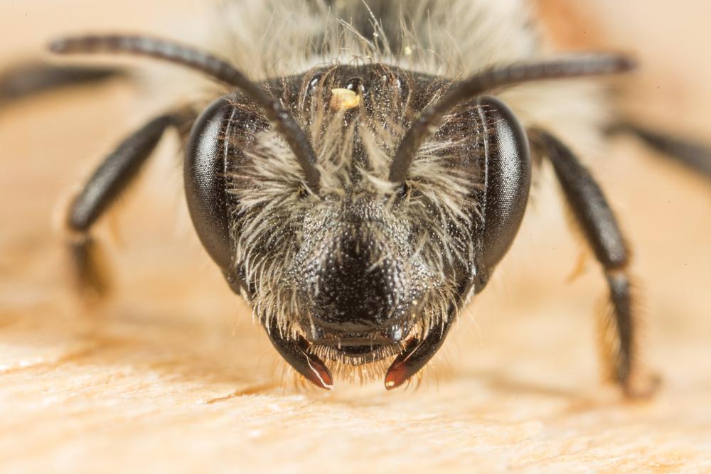 Andrena binominata Smith, 1853