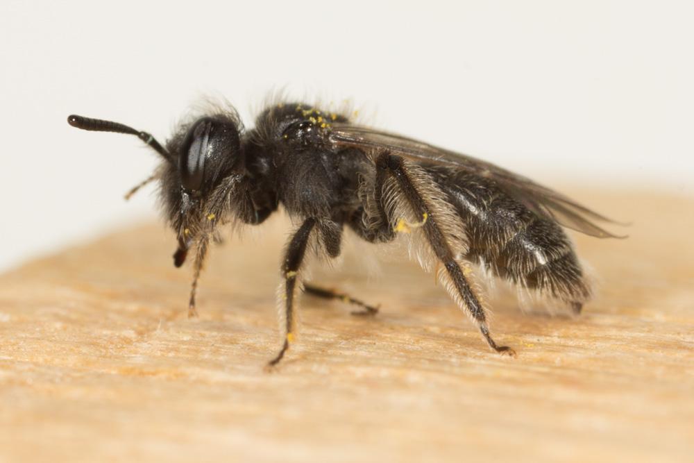  Andrena Fabricius, 1775