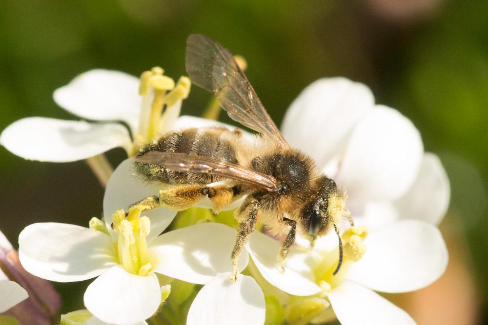  Andrena nigroaenea (Kirby, 1802)