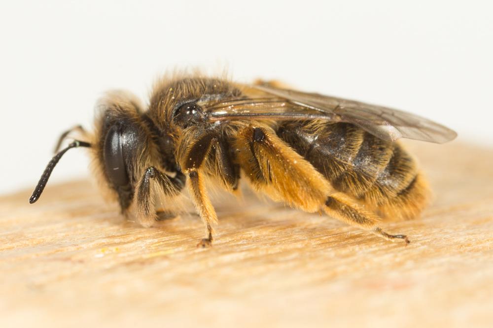  Andrena cinerea Brullé, 1832