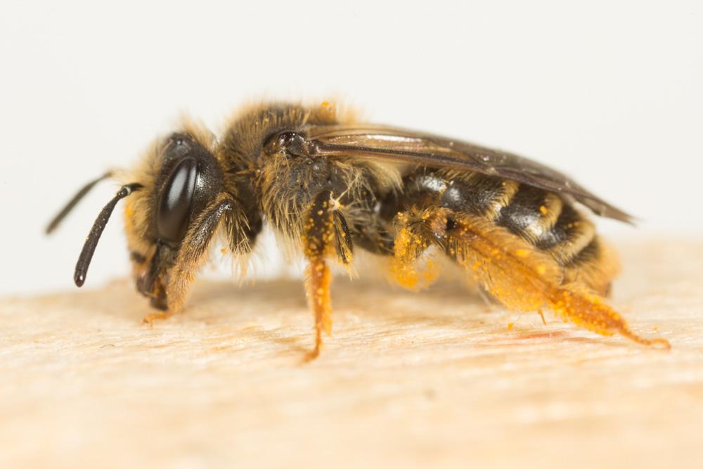  Andrena Fabricius, 1775