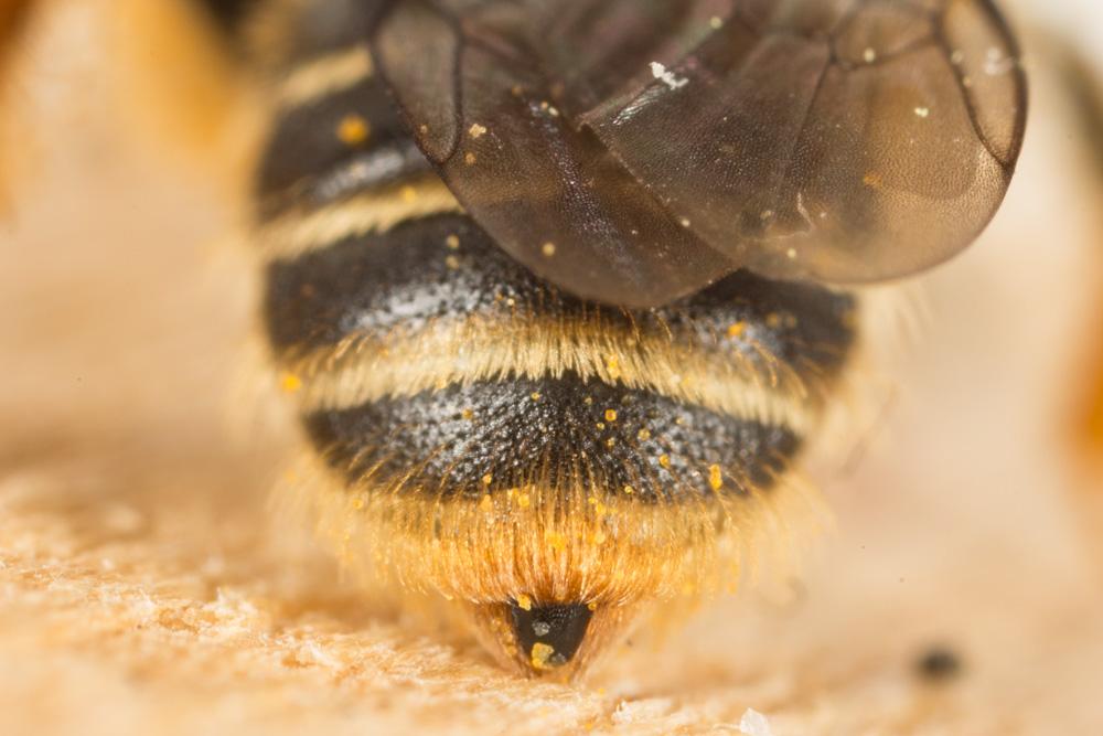  Andrena Fabricius, 1775