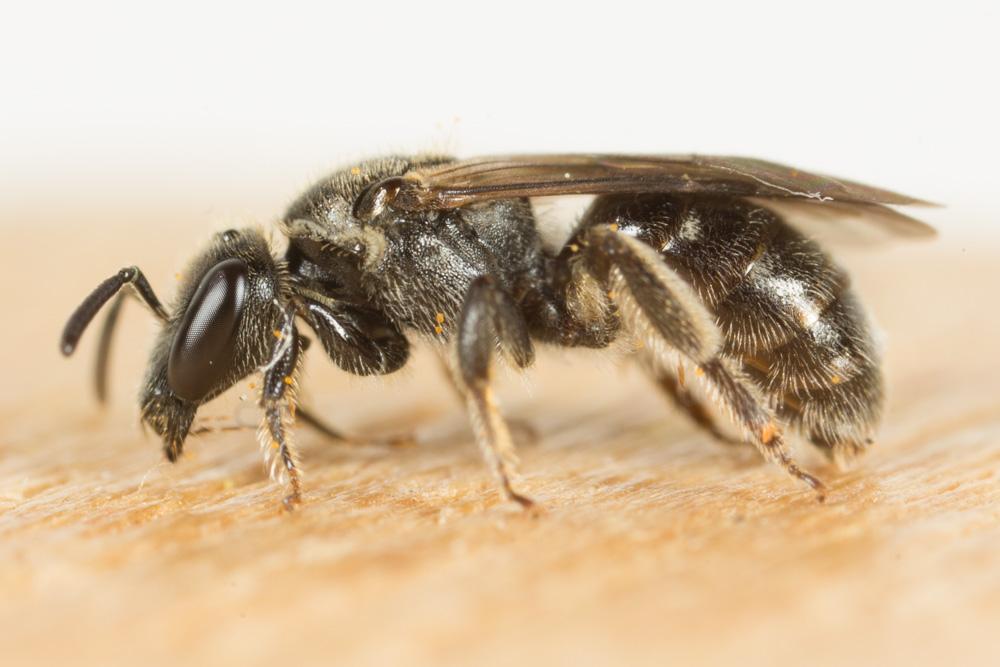  Lasioglossum Curtis, 1833