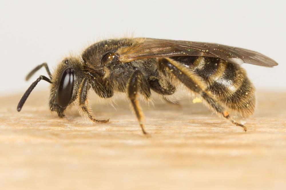  Lasioglossum Curtis, 1833