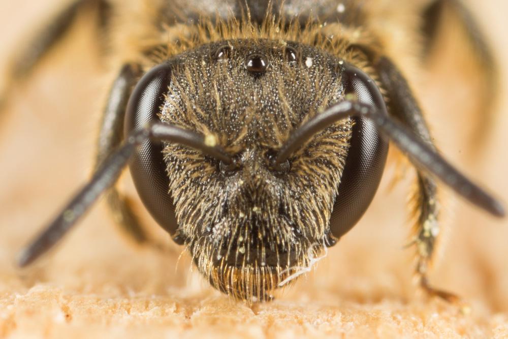  Lasioglossum Curtis, 1833