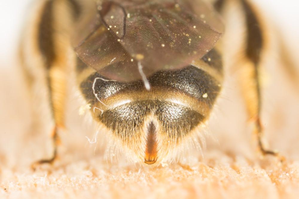  Lasioglossum Curtis, 1833