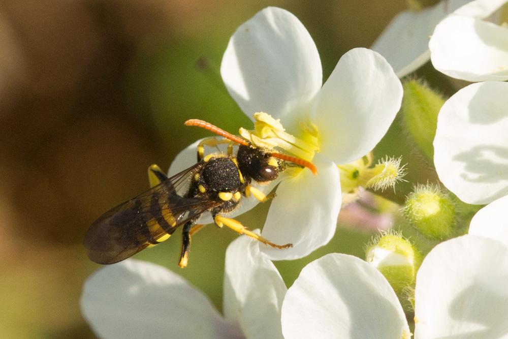  Nomada succincta Panzer, 1798