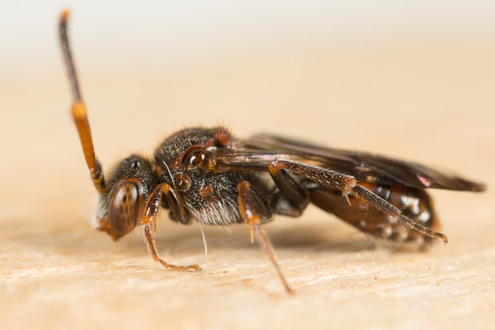  Nomada Scopoli, 1770