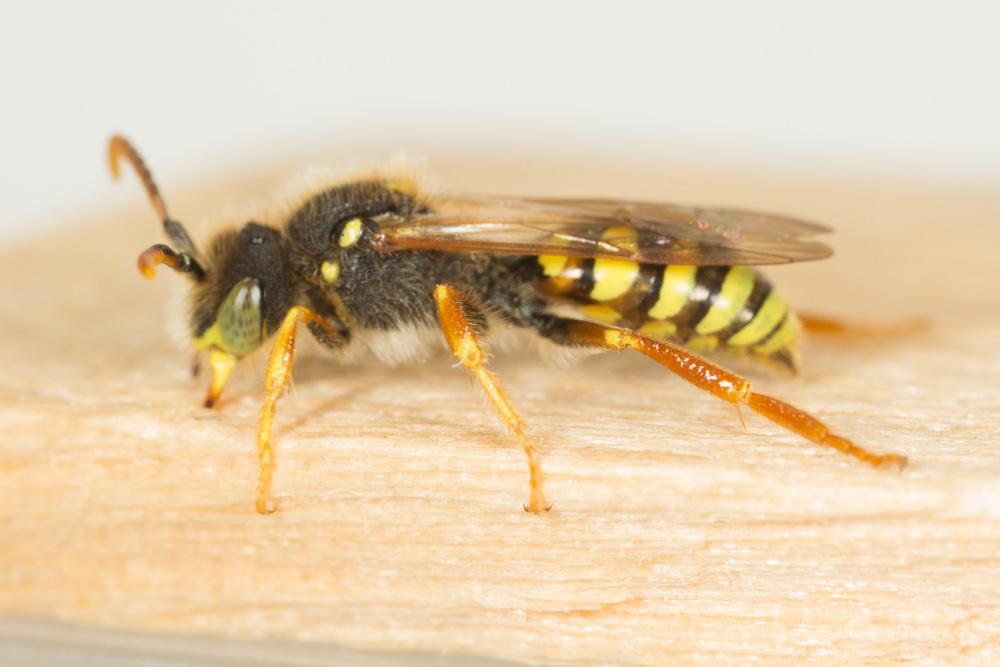  Nomada duplex Smith, 1854