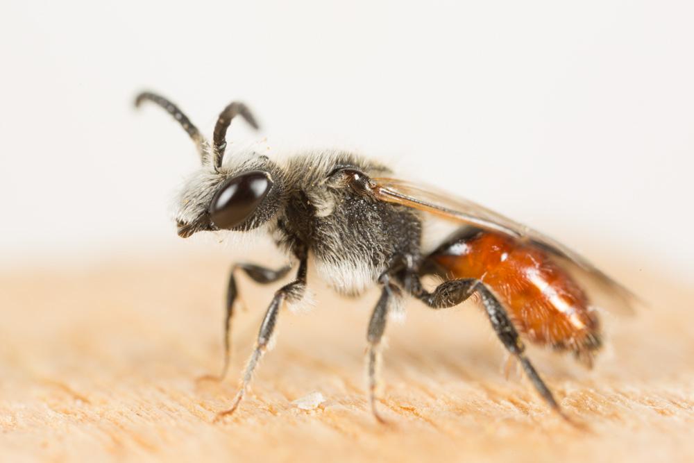  Sphecodes Latreille, 1804