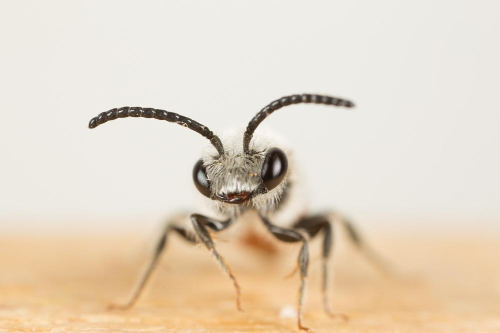  Sphecodes Latreille, 1804