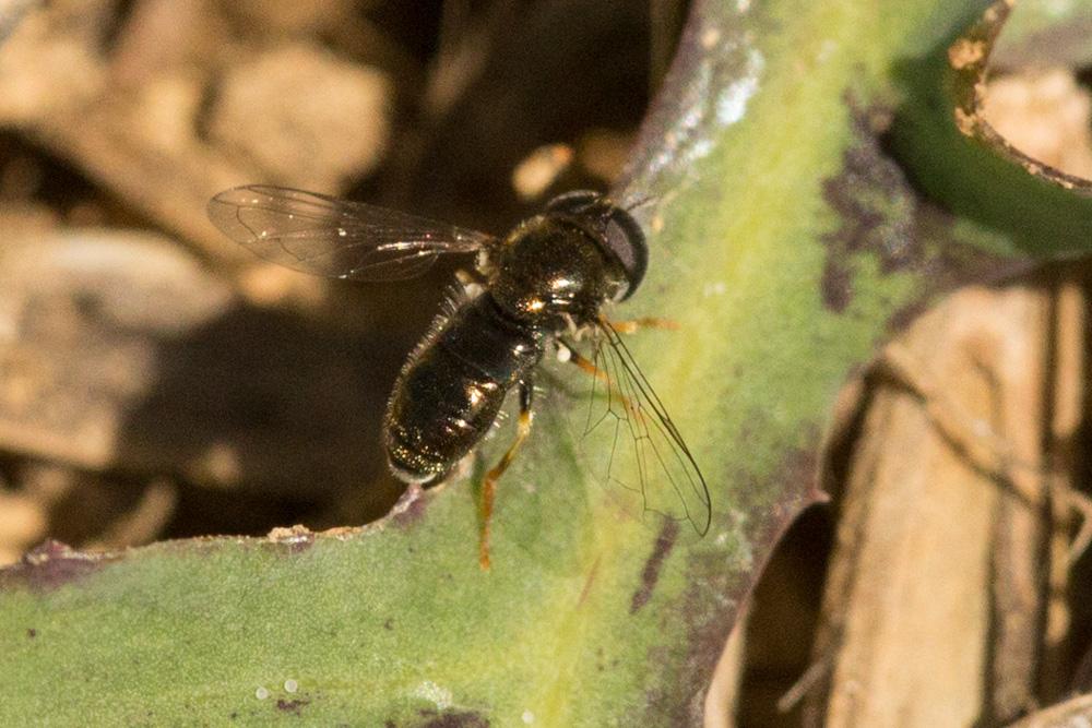  Paragus Latreille, 1804