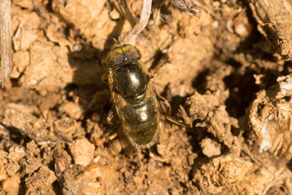  Eristalinus aeneus (Scopoli, 1763)