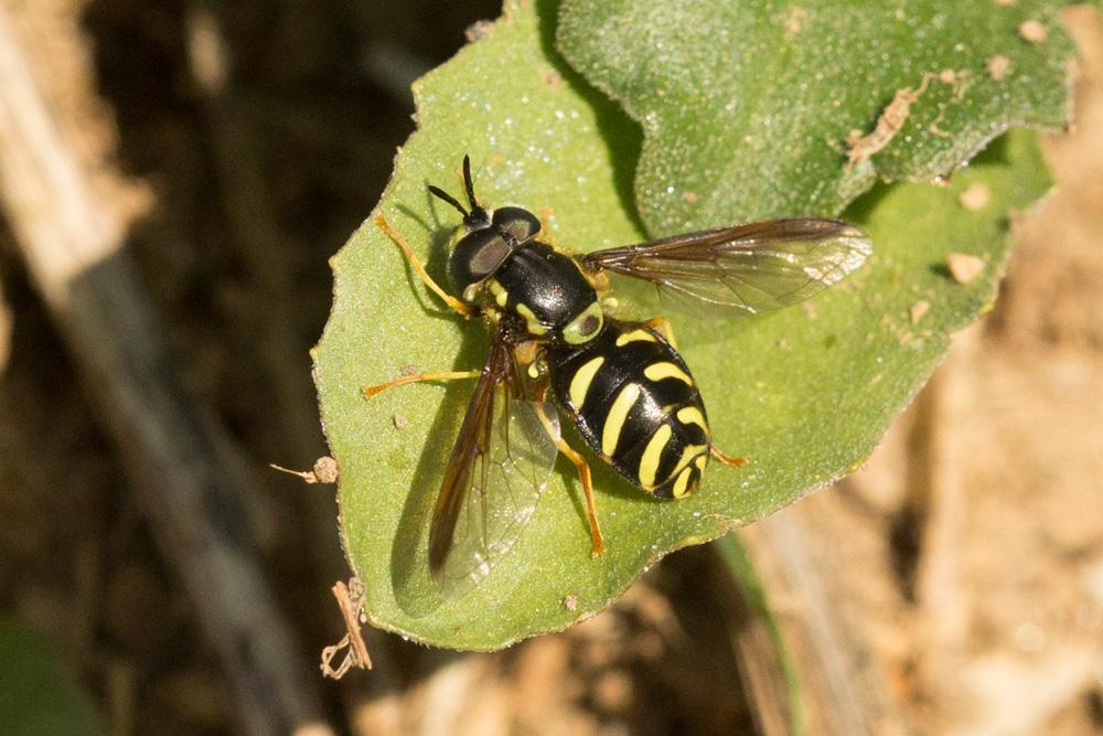  Chrysotoxum intermedium (Meigen, 1822)