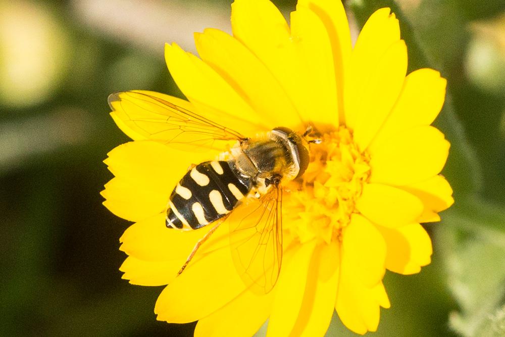  Eupeodes Osten Sacken, 1877