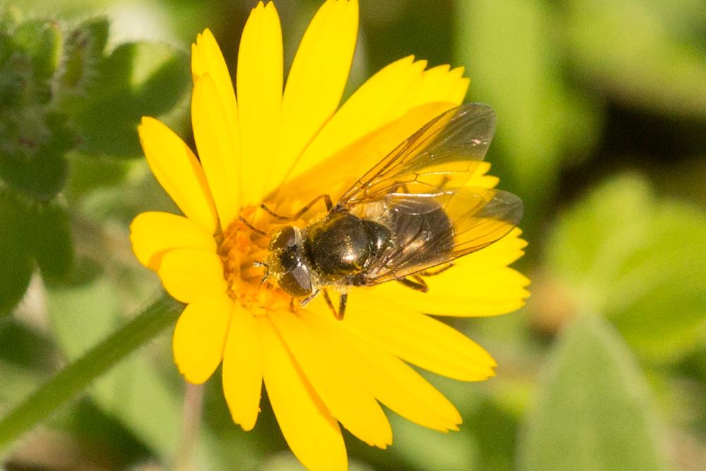  Cheilosia Meigen, 1822