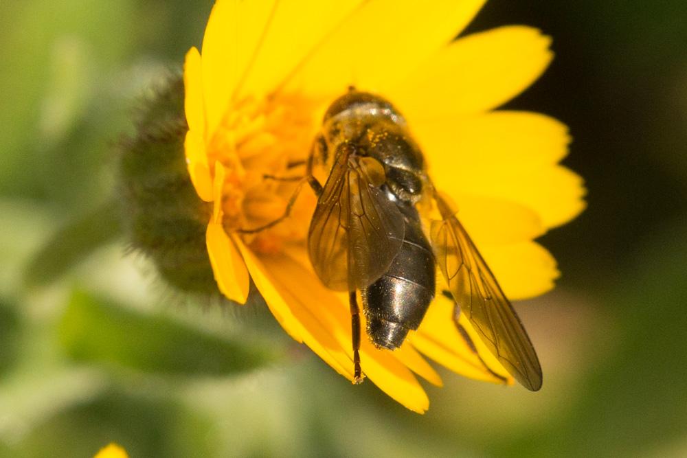  Cheilosia Meigen, 1822